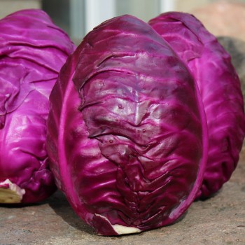 Spitzkohl Kalibos (Samen)