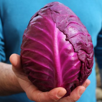 Spitzkohl Kalibos (Samen)