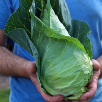 Spitzkohl Winningstadt (Samen)