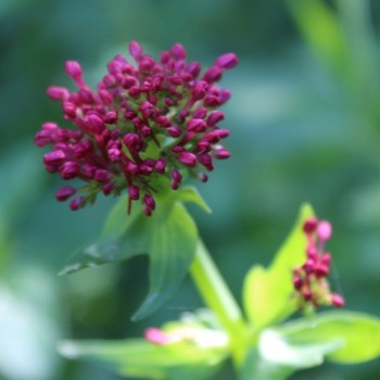 Spornblume rotblühend (Samen)