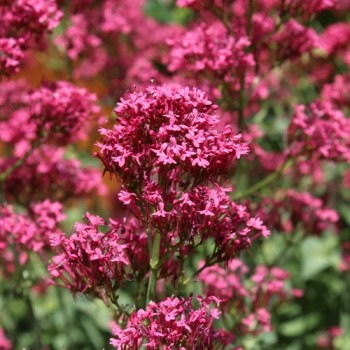 Spornblume rotblühend (Samen)