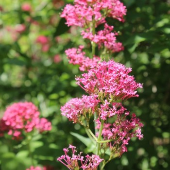 Spornblume rotblühend (Samen)