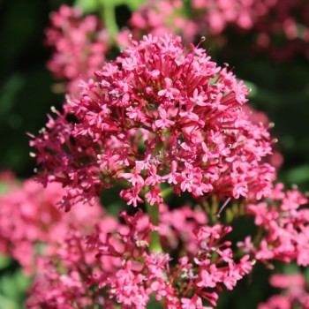 Spornblume rotblühend (Samen)