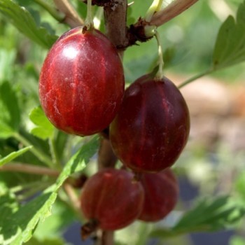 Stachelbeere Rote Triumpf (Pflanze)