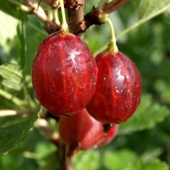 Stachelbeere Rote Triumpf