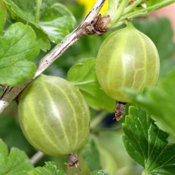 Stachelbeere Whitesmith (Pflanze)