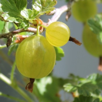 Stachelbeere Whitesmith (Pflanze)