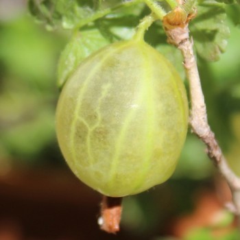 Stachelbeere Whitesmith (Pflanze)