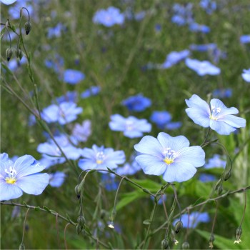 Staudenlein blau  (Samen)