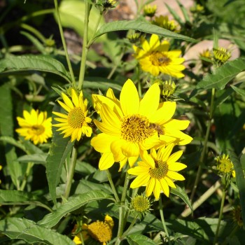 Staudensonnenblume (Pflanze)