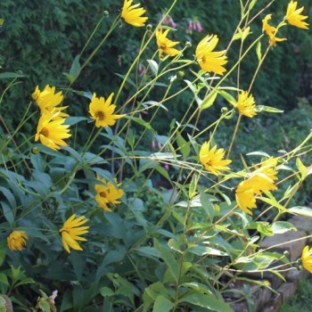 Staudensonnenblume (Pflanze)