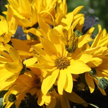 Staudensonnenblume (Pflanze)