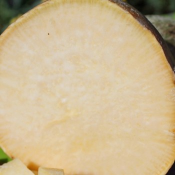 Steckrübe Gowrie (Samen)