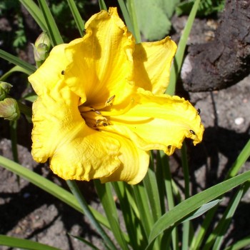 Taglilie Stella d'Oro (Pflanze)