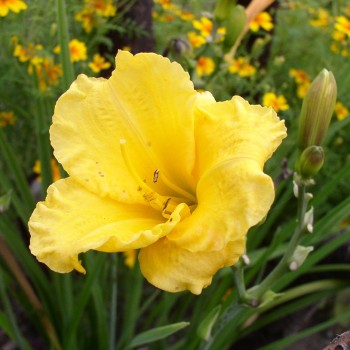 Taglilie Stella d'Oro (Pflanze)