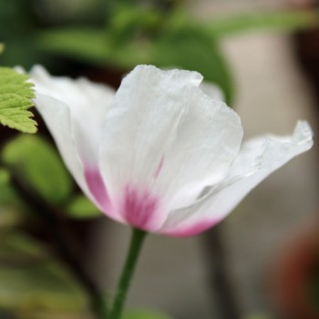 Österreichischer Graumohn (Samen)