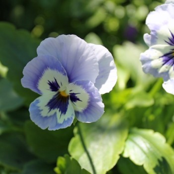Stiefmütterchen Adonis (Samen)