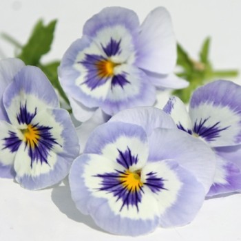 Stiefmütterchen Adonis (Samen)