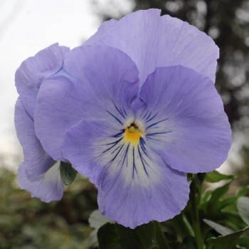 Stiefmütterchen Sky Blue (Samen)