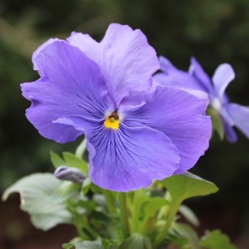 Stiefmütterchen Sky Blue (Samen)