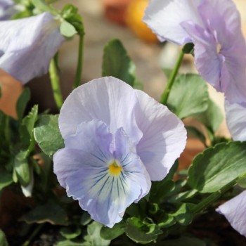 Stiefmütterchen Sky Blue (Samen)