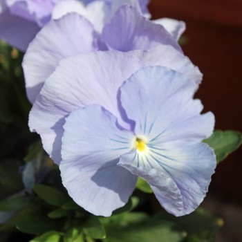 Stiefmütterchen Sky Blue (Samen)