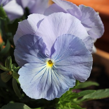 Stiefmütterchen Sky Blue (Samen)