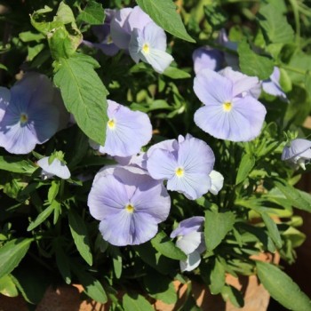 Stiefmütterchen Sky Blue (Samen)