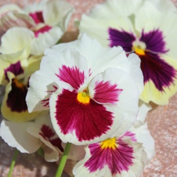 Stiefmütterchen White & Rose (Samen)