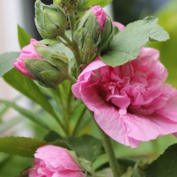 Stockrose Chater's Pink (Samen)