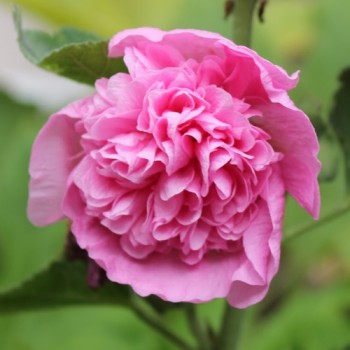 Stockrose Chater's Pink (Samen)
