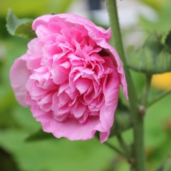 Stockrose Chater's Pink (Samen)