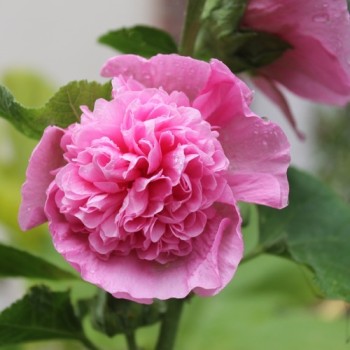 Stockrose gefüllt Mischung (Samen)
