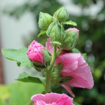 Stockrose Chater's Pink (Samen)