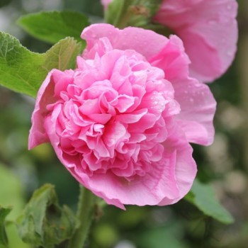 Stockrose Chater's Pink (Samen)