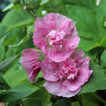 Stockrose Chater's Pink (Samen)