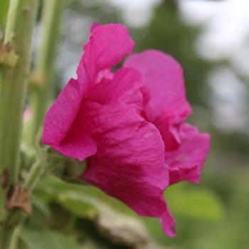 Stockrose Chater's Violett (Samen)