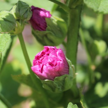 Stockrose Chater's Violett (Samen)