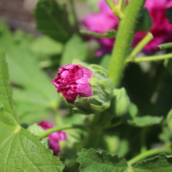 Stockrose Chater's Violett (Samen)