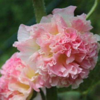 Stockrose Chater's Salmon-Pink (Samen)
