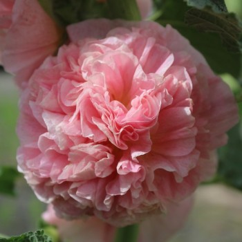 Stockrose Chater's Salmon-Pink (Samen)