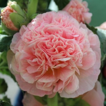 Stockrose Chater's Salmon-Pink (Samen)