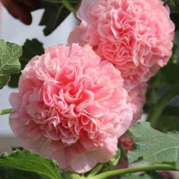 Stockrose Chater's Salmon-Pink (Samen)