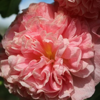 Stockrose Chater's Salmon-Pink (Samen)