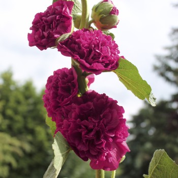 Stockrose Chater's Violett (Samen)