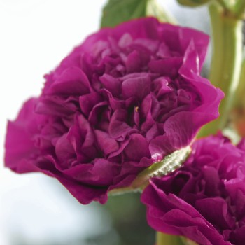 Stockrose Chater's Violett (Samen)