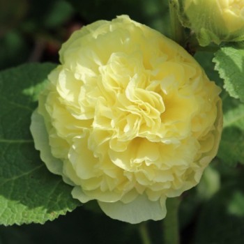 Stockrose gefüllt Mischung (Samen)