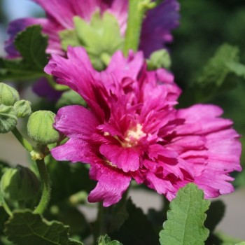 Stockrose (niedrig) Queeny Purple (Samen)