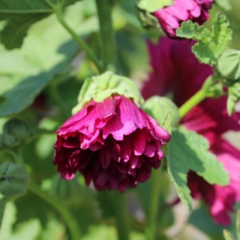 Stockrose (niedrig) Queeny Purple (Samen)