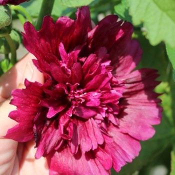 Stockrose (niedrig) Queeny Purple (Samen)